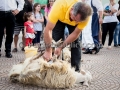 Undicesima Edizione della Sagra Maistus et Maistas - Donori - 21 Giugno 2014 - ParteollaClick