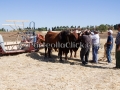 Sagra della Mietitura 2014 - Dolianova - 28 Giugno 2014 - ParteollaClick