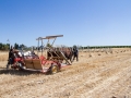 Sagra della Mietitura 2014 - Dolianova - 28 Giugno 2014 - ParteollaClick