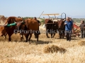 Sagra della Mietitura 2014 - Dolianova - 28 Giugno 2014 - ParteollaClick