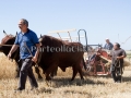 Sagra della Mietitura 2014 - Dolianova - 28 Giugno 2014 - ParteollaClick