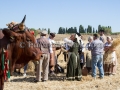 Sagra della Mietitura 2014 - Dolianova - 28 Giugno 2014 - ParteollaClick