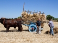 Sagra della Mietitura 2014 - Dolianova - 28 Giugno 2014 - ParteollaClick