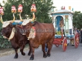 Festa San Giovanni Battista - Settimo San Pietro - 24 e 25 Giugno 2015 - ParteollaClick