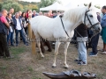 Quindicesima edizione Maistus et Maistas - Donori - 16 Giugno 2018 - ParteollaClick