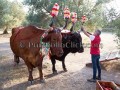 Nostra Signora della Difesa 2019 - Donori - Dall'11 al 22 Settmbre 2019 - ParteollaClick