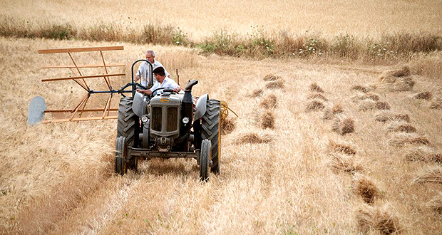 Foto di un trattore degli anni 30 che trebbia il grano